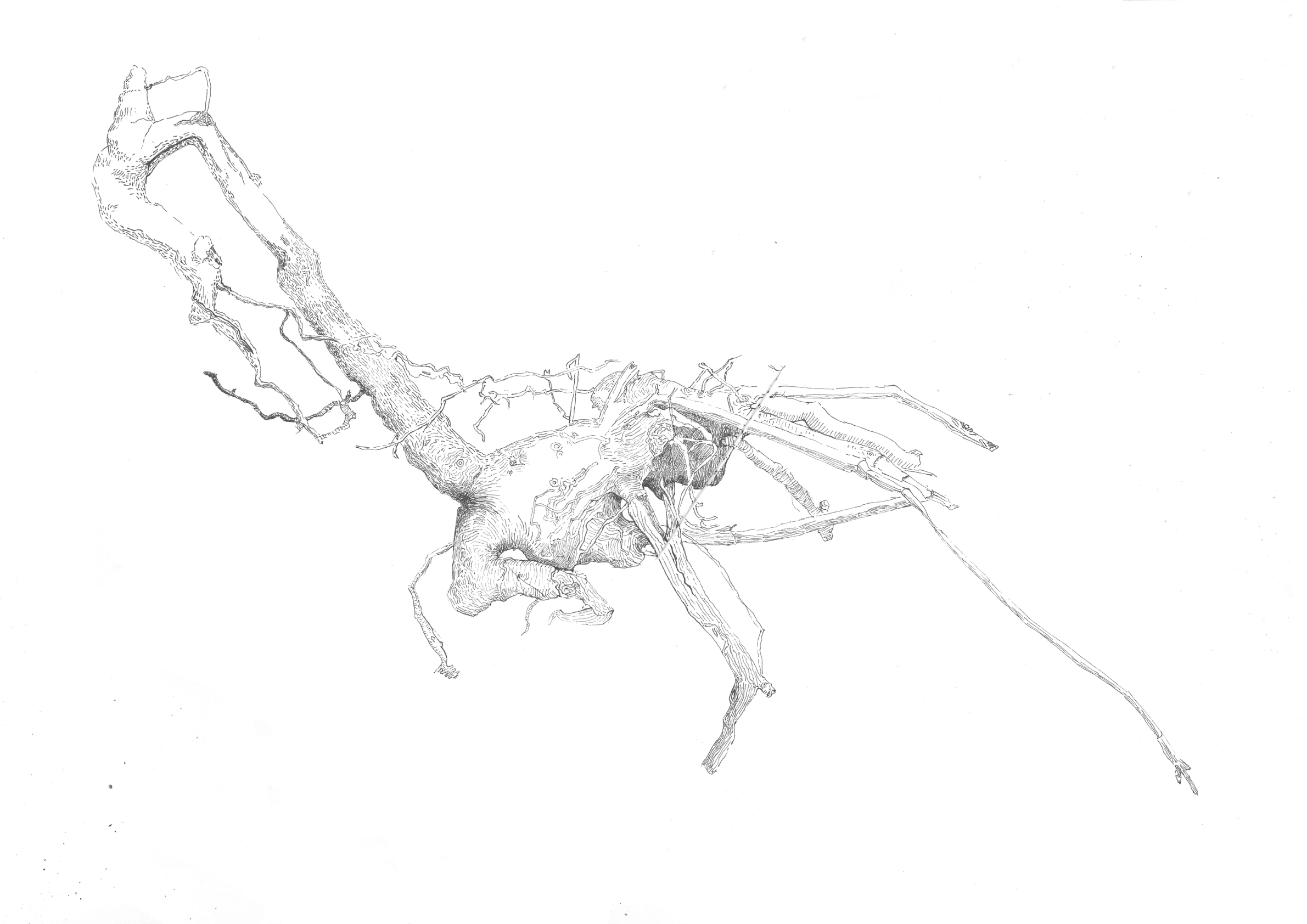 fineliner drawing of root