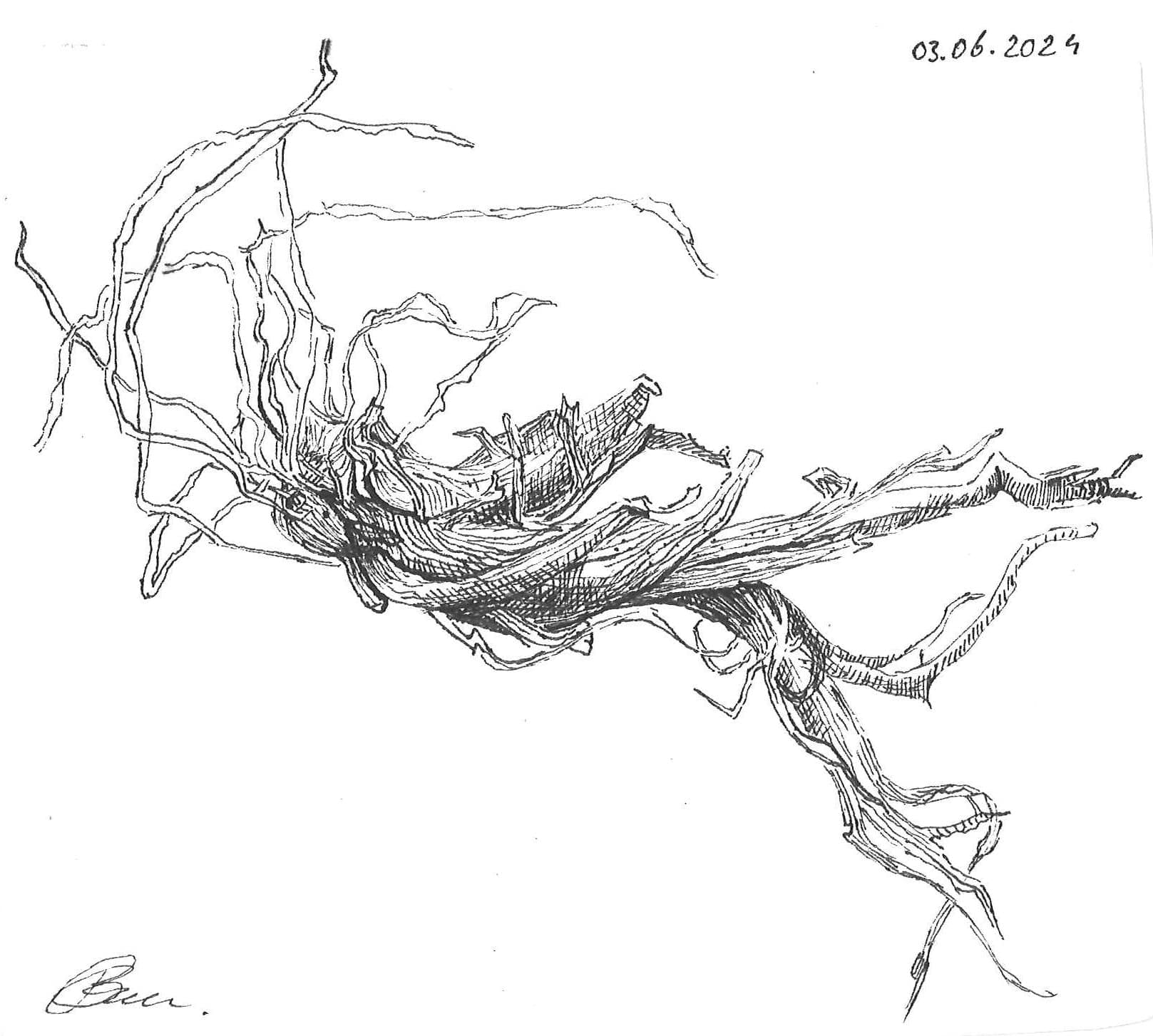 drawing of root, made with fine liner, small